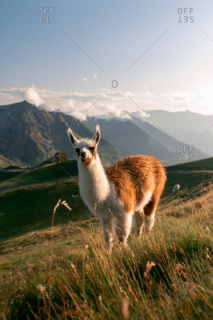 Fluffy white and brown spot lama with curiosity looking at camera and grazing in dry grass in valley under mountain