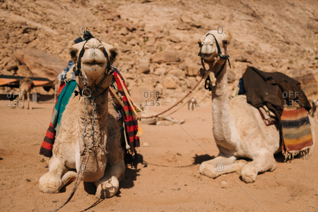 Camels awaiting for their ride in wadi rum