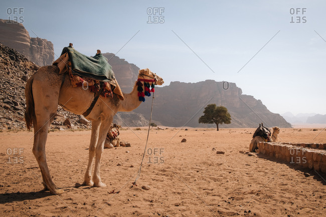 Camel waiting his ride, wadi rum