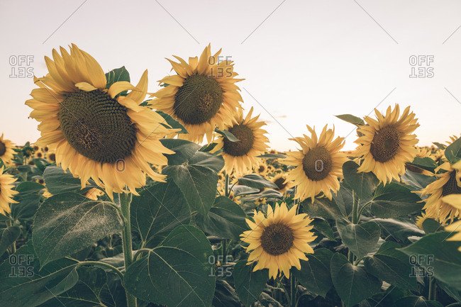 Scenic landscape of sunflower field on background of blue morning sky in soft sunbeams