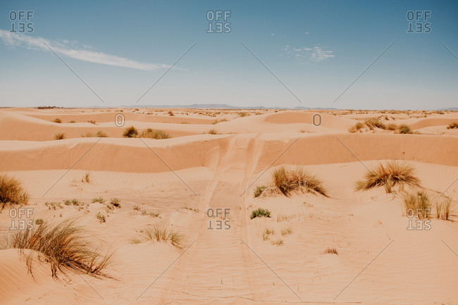 Trails from vehicle wheels on sandy dunes in arid desert on sunny day in morocco