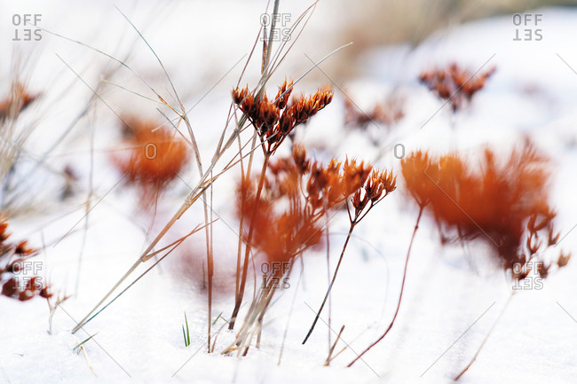 Soft focus of thin vivid plants on field covered with snow in cold day