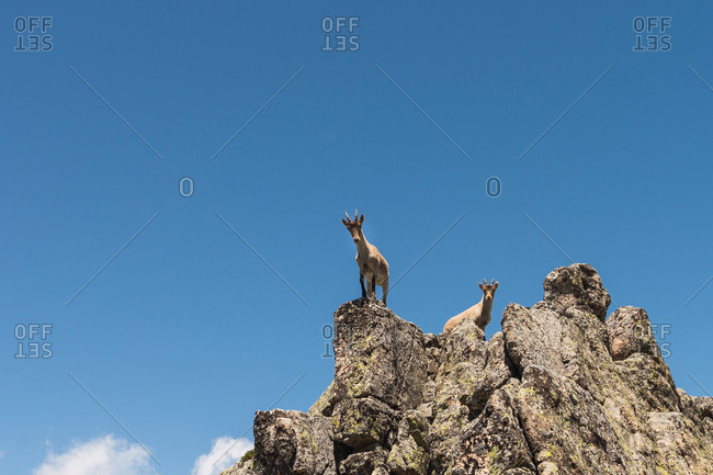 From below grey goats looking with curiosity standing on stony rocks on background of bright blue sky