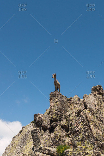 From below grey goats looking with curiosity standing on stony rocks on background of bright blue sky