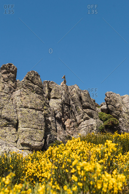 From below grey goats looking with curiosity standing on stony rocks on background of bright blue sky