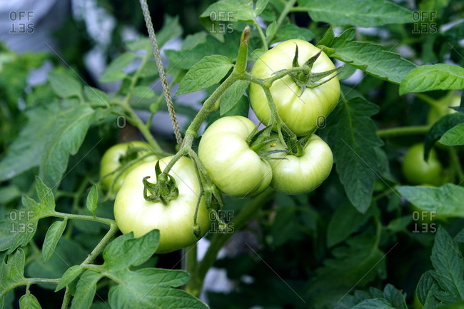 Green tomatoes on a vine