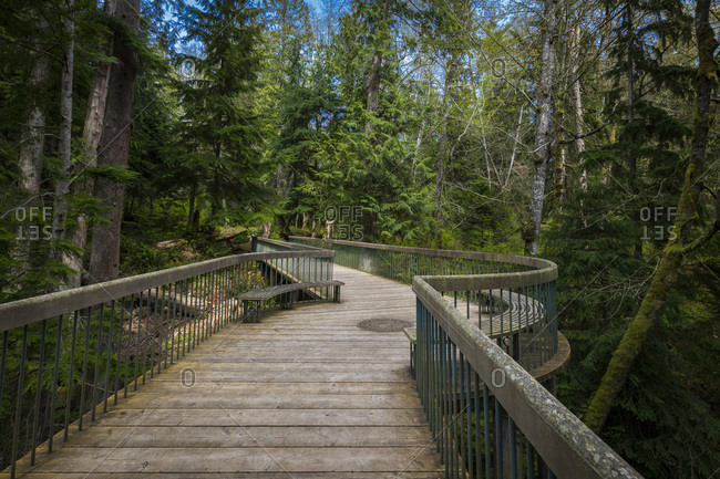 Wooden bridge in the forest