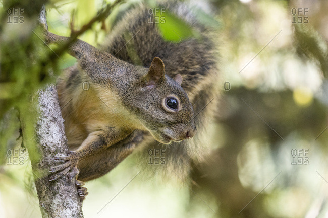 Beautiful squirrel close up on tree branch on the rainforest