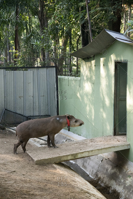 Tapir in captivity heading for door in zoo area