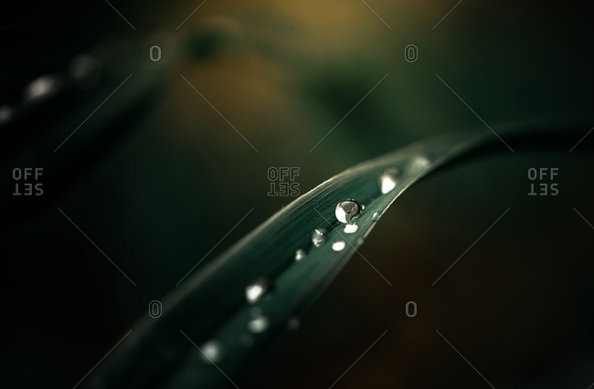 Water drop on a leaf outside