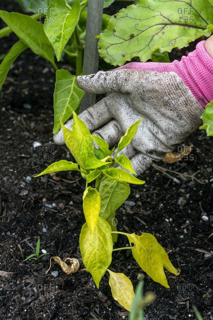 A women shows off a jalepeno plant in her backyard vegetable garden.