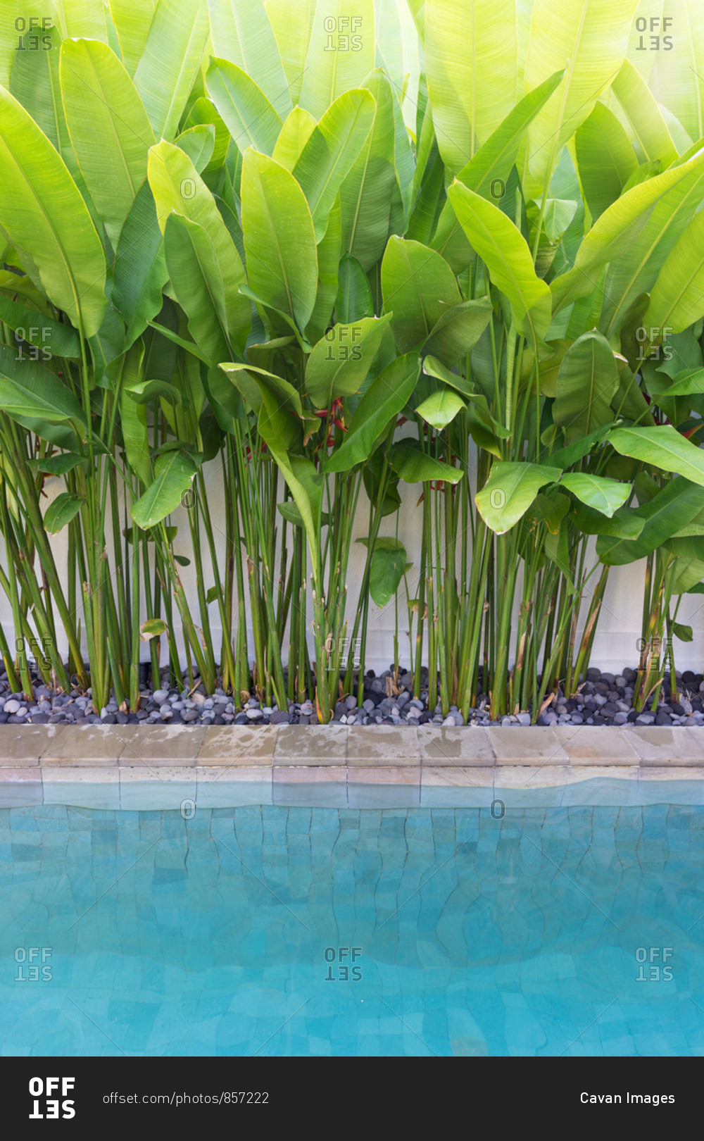 Inviting tropical pool with lush banana leaves stock photo OFFSET