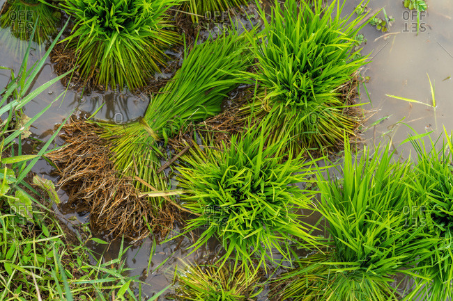 Rice shoots laying the muddy water