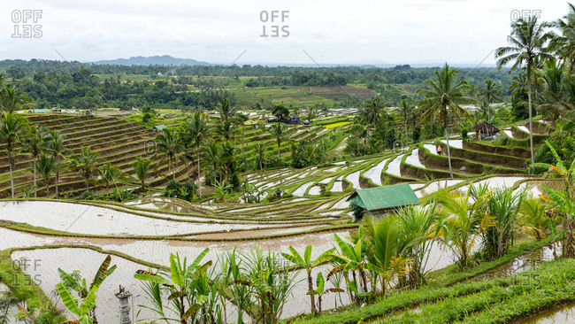 Endless rice fields in bali