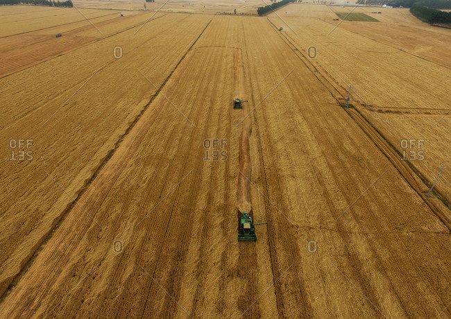 Aerial wheat harvest