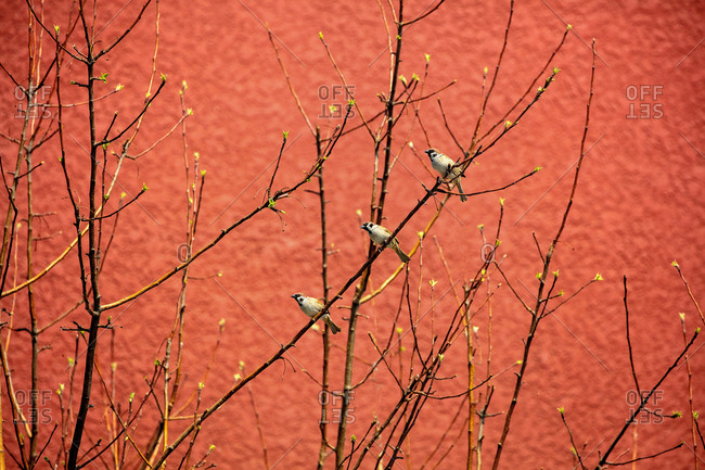 In spring, the birds
