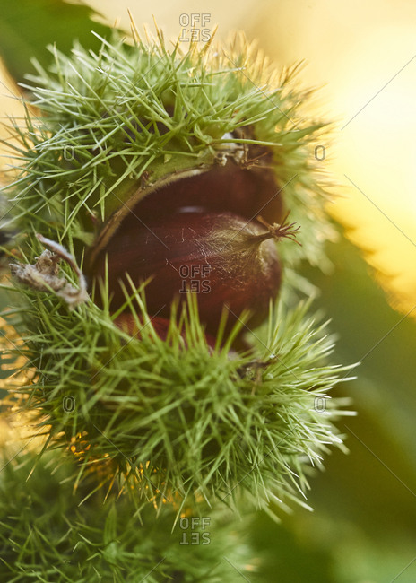 Chestnuts in their shell
