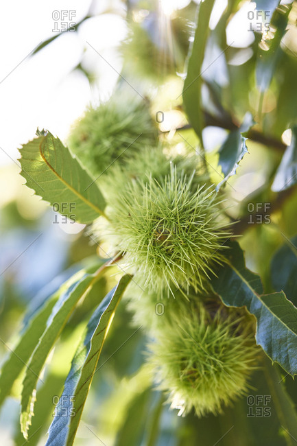 Chestnuts lying inside their shell, lit by the morning light.