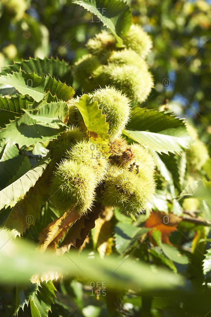 Chestnuts lying inside their shell, lit by the morning light.