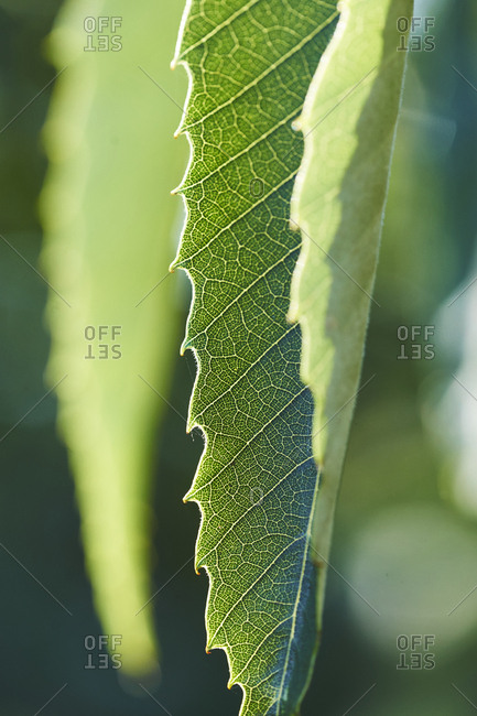 The leaf of a chestnut tree showing off its fine leaf structure, backlit, the lamina, midrib, veins, are all visible.