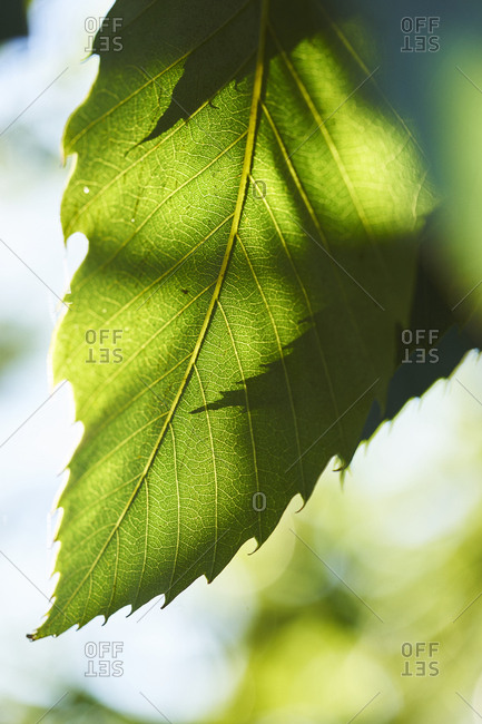 The leaf of a chestnut tree showing off its fine leaf structure, backlit, the lamina, midrib, veins, are all visible.