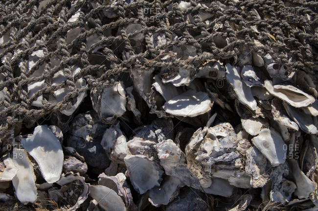 Bundle of bagged oyster shells in worn rope nets