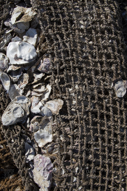 Weathered rope and netted piles of oyster shell bags