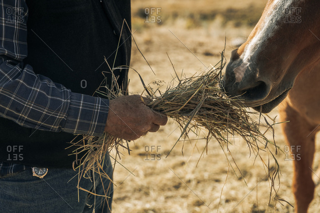 Rancher feeding hay straw to horse