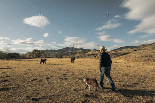 Rancher walking his land with border collie dog