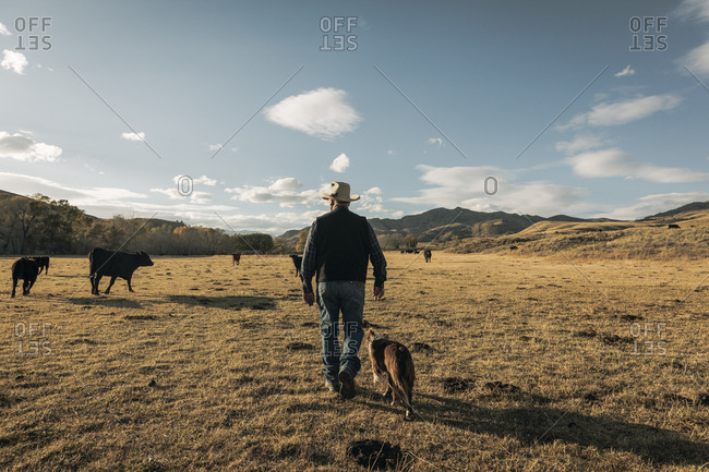 Rancher walking his land with border collie dog from behind
