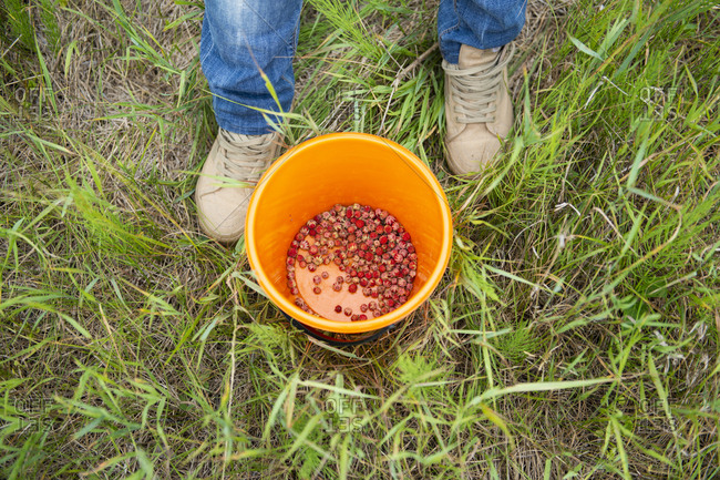 Overhead view of female feet and bucket with strawberries on grass
