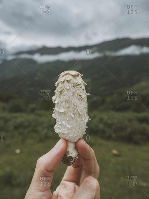 Human hand shows closed mushroom on mountains background