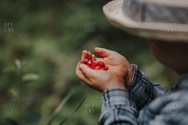 Little boy holding wild strawberries in nature