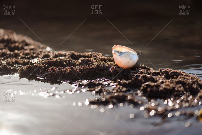 Snail shell on the sand coast of Hawke's Bay, New Zealand