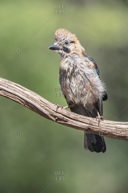 Fluffy juvenile jay bird on a tree branch