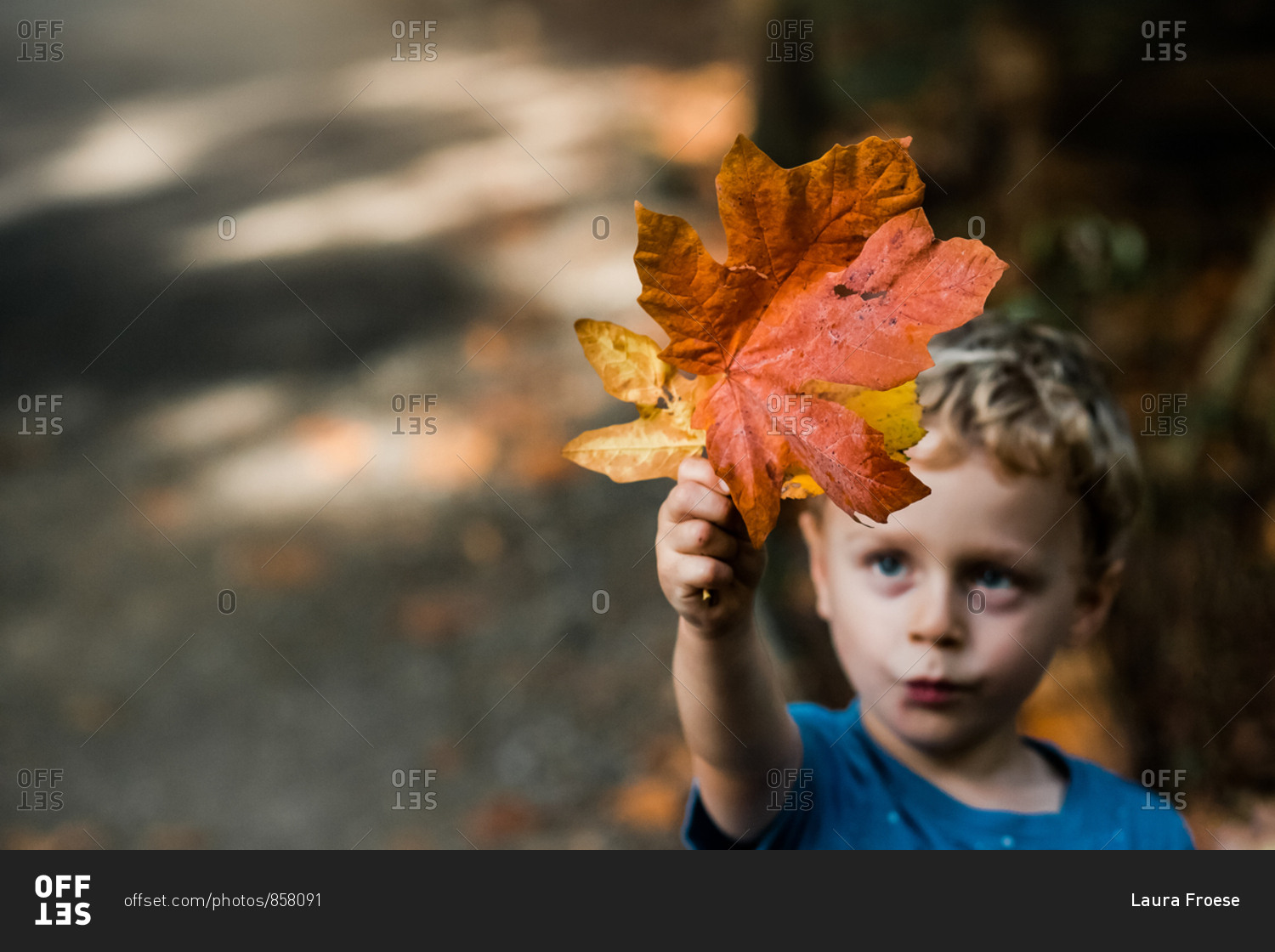 Little boy holding colorful leaves in the air in autumn