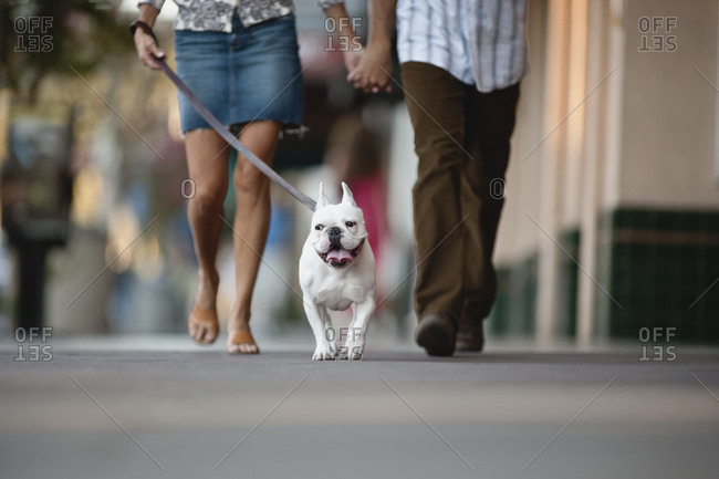 Couple out and about walking their dog together and holding hands.
