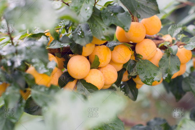 Yellow mirabelle on the tree branch, ripe in summer sun