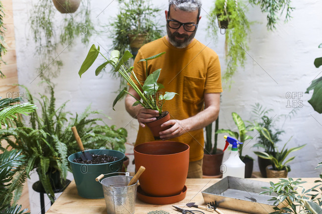 Man repotting green plant on his terrace. Monstera Delicious plant.
