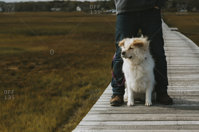 Cute dog sitting between adult male legs on boardwalk over salt marsh