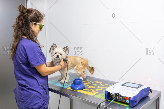 Female veterinary physiotherapist applying care to a dog with an ultrasound machine
