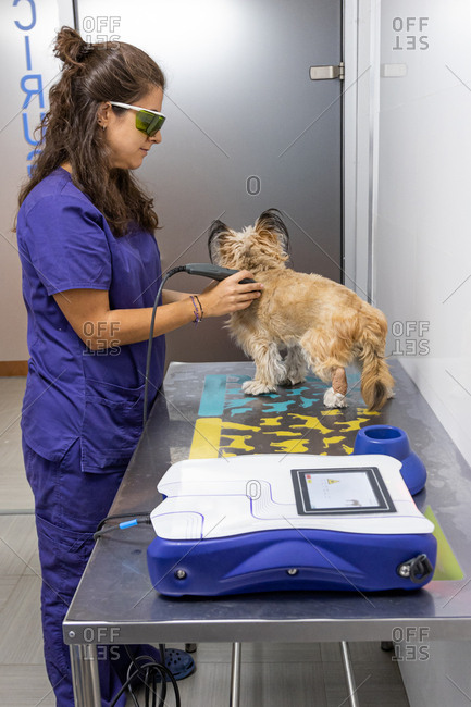 Female veterinary physiotherapist applying care to a dog with an ultrasound machine