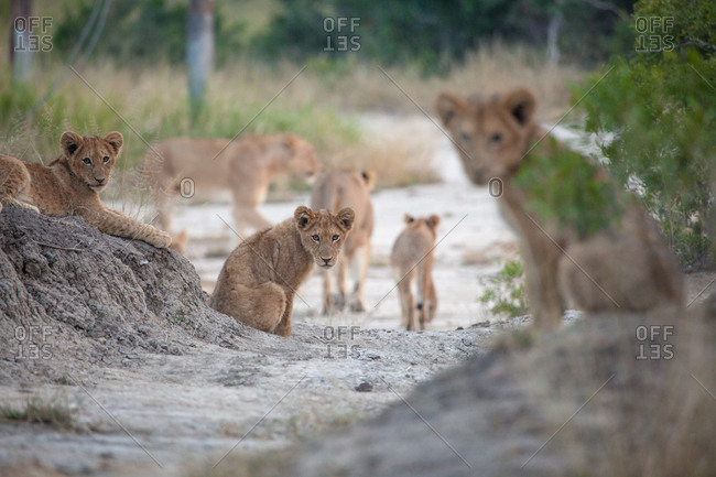 Lion cubs, Panthera leo, sit in gray sand, direct gaze