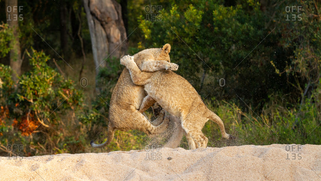 Two lion cubs, Panthera leo, play together and wrestle on their hind legs