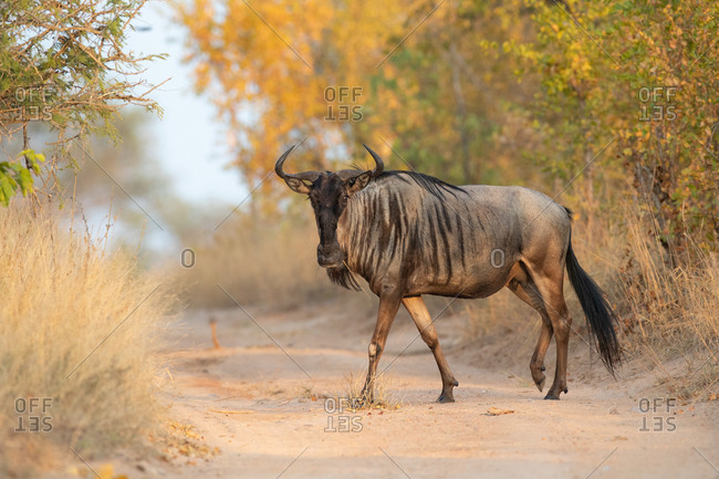 A blue wildebeest, Connochaetes taurinus, walks across a sand road, direct gaze, leg raised, yellow green background