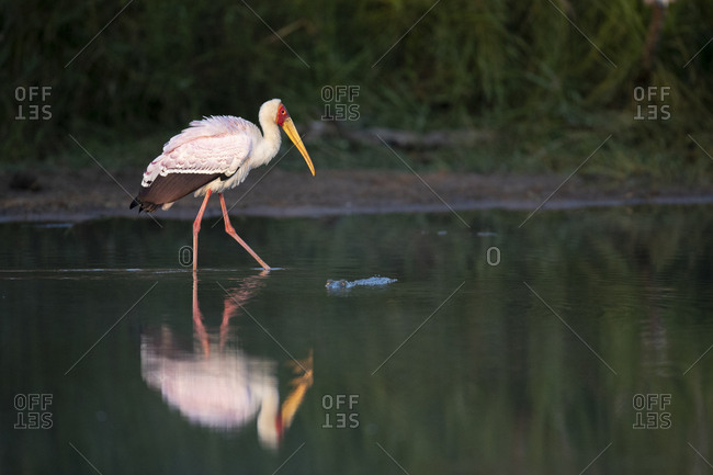 A yellow-billed stork, Mycteria ibis, walks through water showing its reflection, leg raised, side profile
