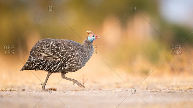 A helmeted guineafowl, Numida meleagris, walks across a road, side profile, looking out of frame, front leg raised