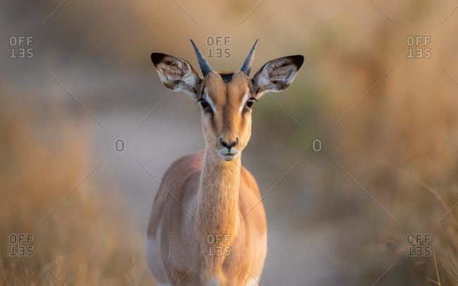 A young impala ram, Aepyceros melampus, direct gaze, small horns, ears forward