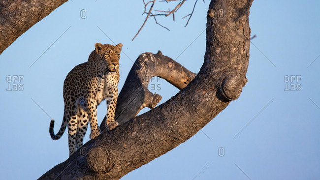 A male leopard, Panthera pardus, stands on the branch of a tree, looking out of frame, sky blue background