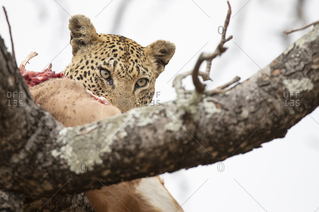 A leopard, Panthera pardus, eats it kill in a tree, looking out of frame, white background